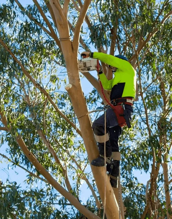 A landscaper in safety harness doing some tree trimming with a chainsaw