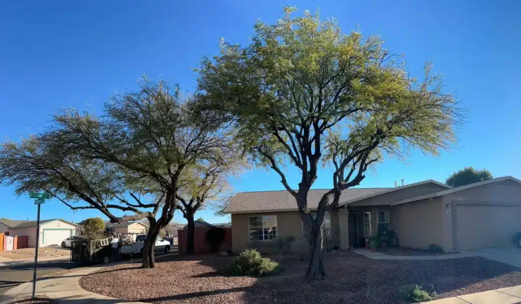 A professional crew from Alpha Team Landscaping pruned and shaped two mature trees in the front yard of a single-story home. The work removed overhanging and congested branches to increase clearance from the roof and driveway, improve sightlines, and enhance the property’s appearance. The trees now have balanced canopies and clean trunk lines, demonstrating safe, tidy tree-trimming results.